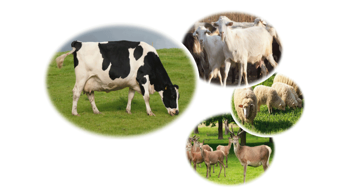 Cattle-+-Goat-+-Sheep-+-Dee