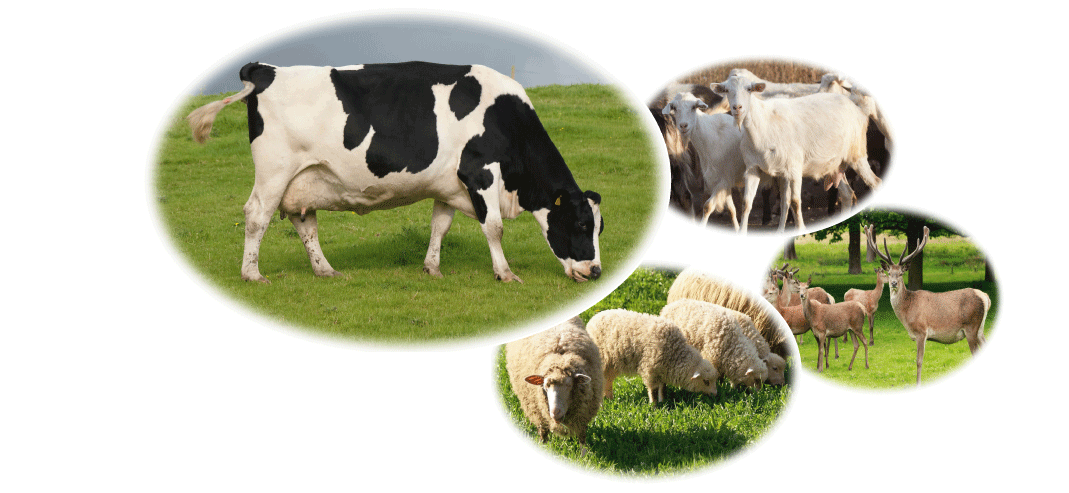 4-Cattle-+-Goat-+-Sheep-+-D